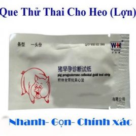 QUE THỬ THAI CHO HEO