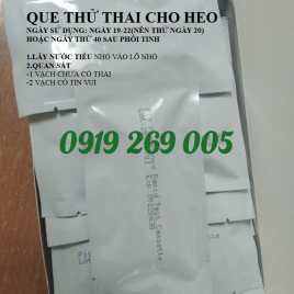 QUE THỬ THAI CHO HEO