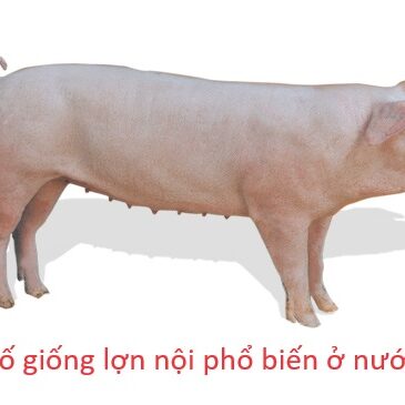 Một số giống lợn nội phổ biến ở nước ta